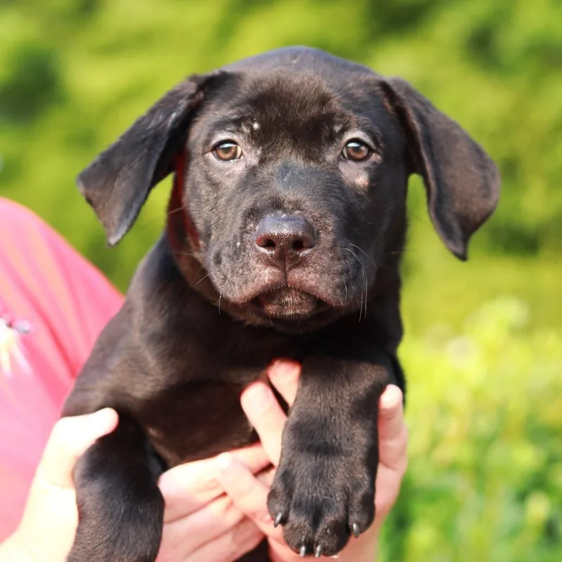 A baby small-sized male Black Labrador Retriever dog named CT Tasso for adoption in Eastford, CT
