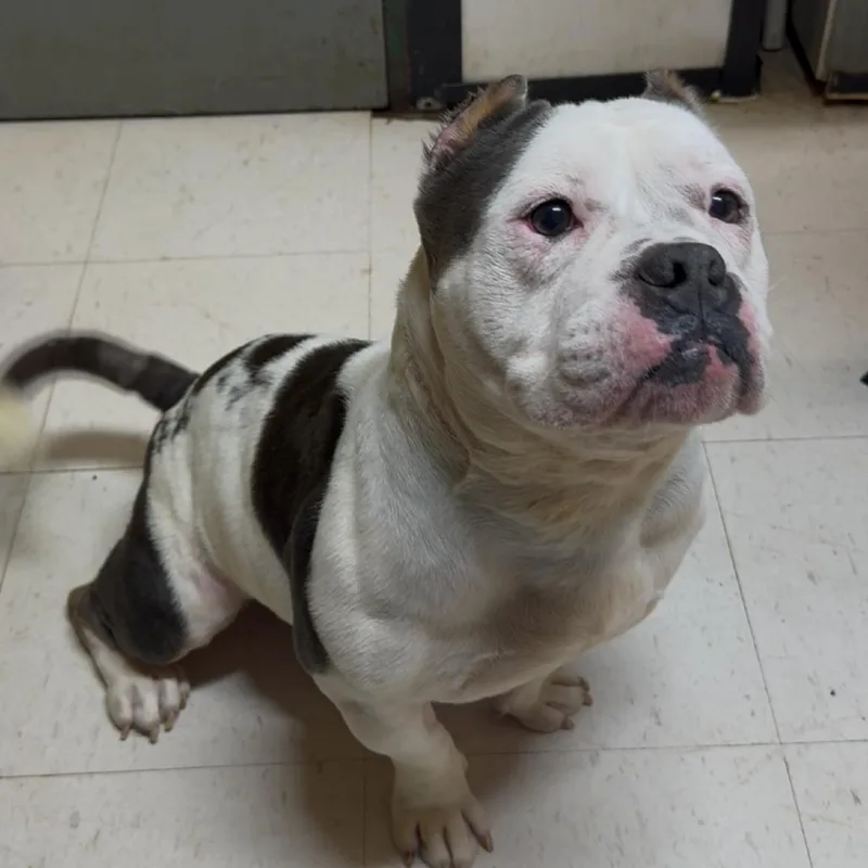 An adult medium-sized male White / Cream Pit Bull Terrier dog named Korn Kabra for adoption in Lake Jackson, TX