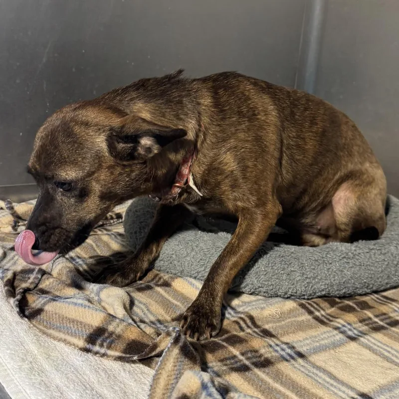 An adult small-sized female Mixed Breed dog named Blackie for adoption in Las Cruces, NM