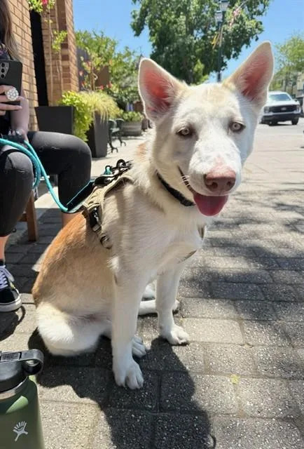 A young small-sized male Siberian Husky dog named Canelo for adoption in Fremont, CA