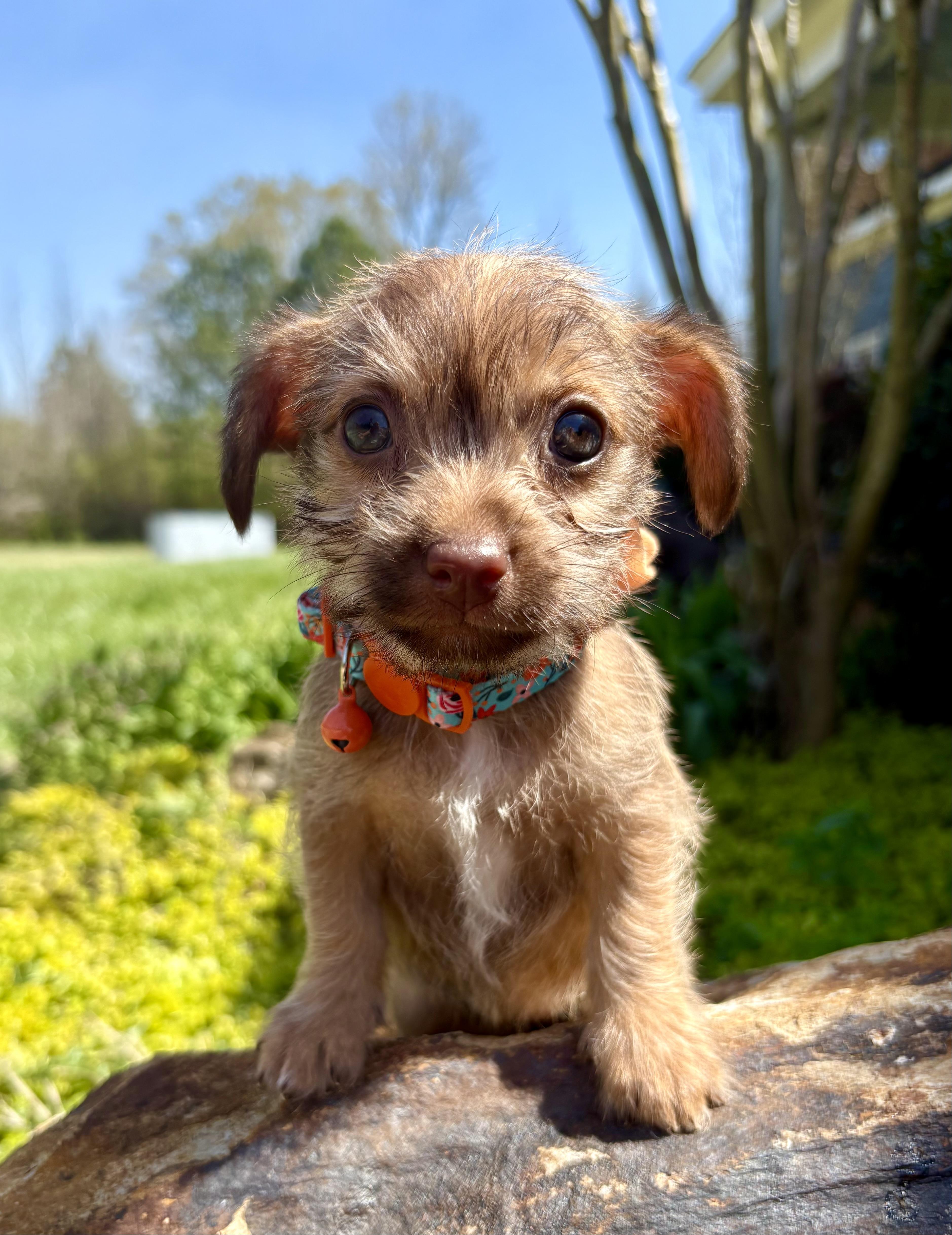 Camellia thumbnail 2