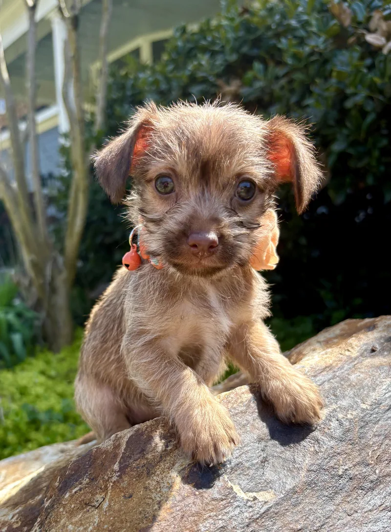 Camellia thumbnail 3