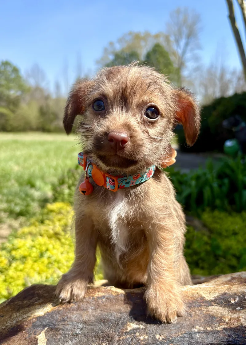 Camellia thumbnail 4