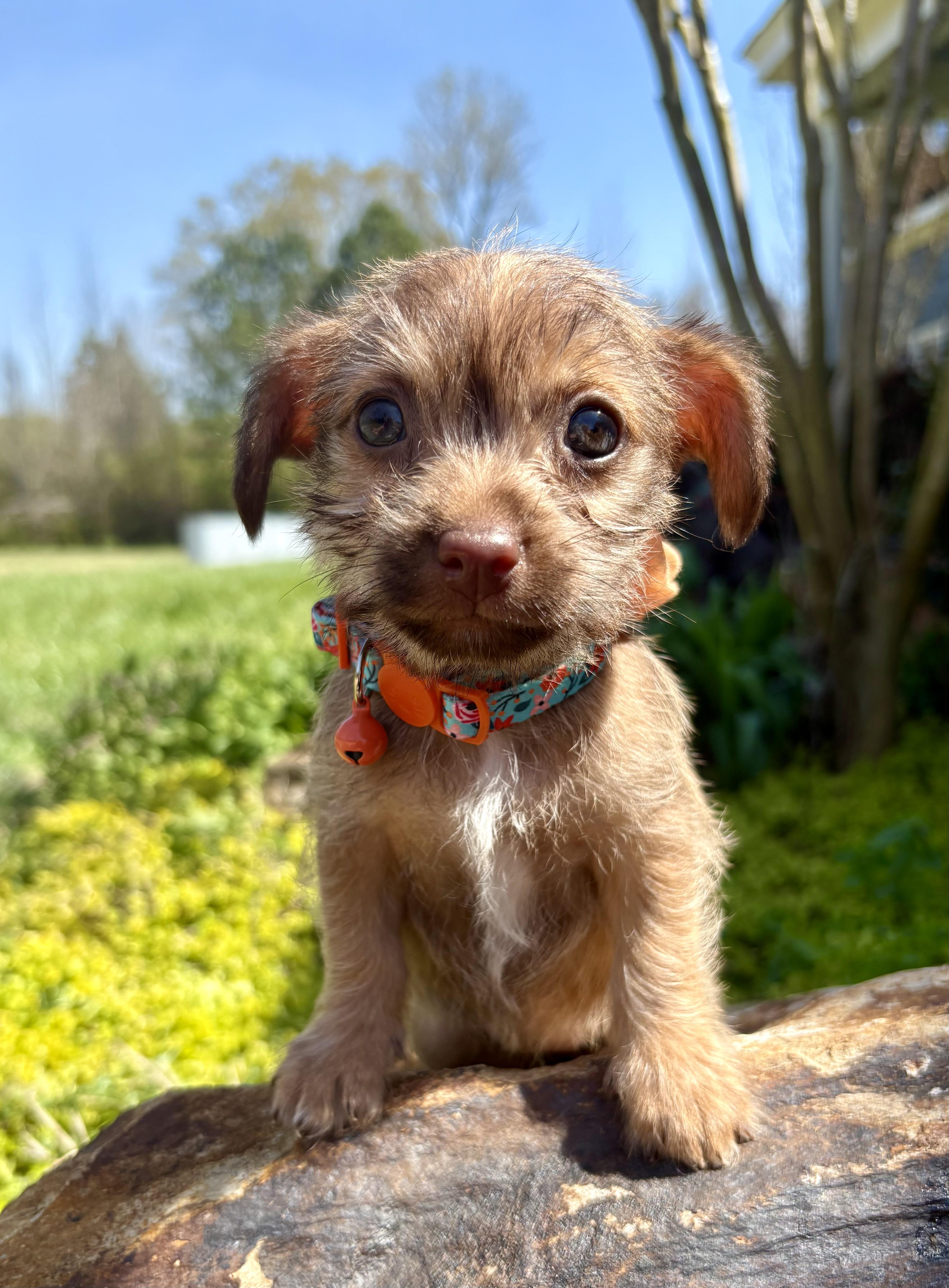 Camellia thumbnail 5