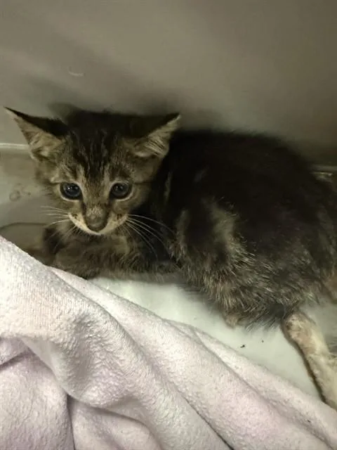 A baby small-sized male Domestic Short Hair cat named A for adoption in Pasadena, TX