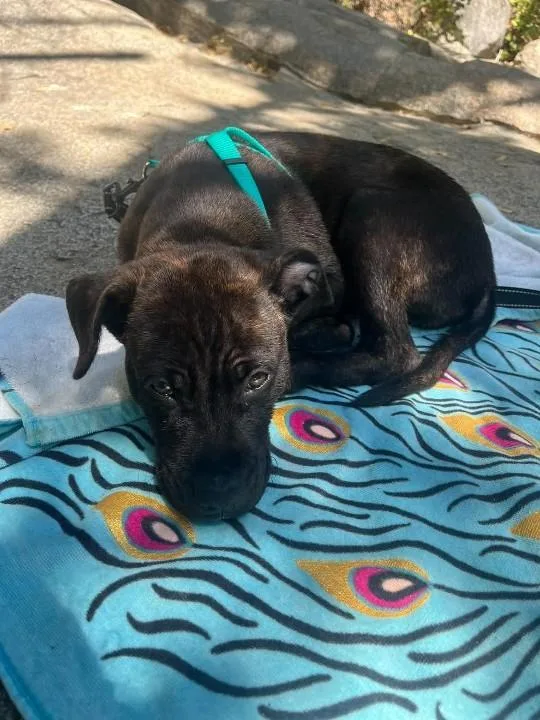 A baby large-sized male Labrador Retriever dog named Tank for adoption in Sonora, CA