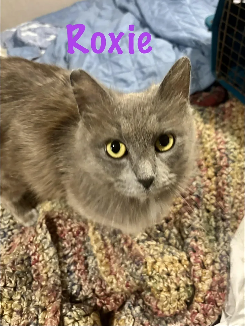 Roxie thumbnail 3
