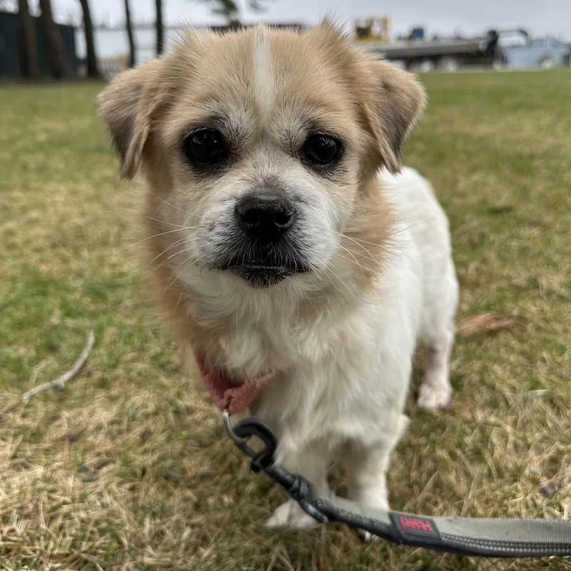 A senior small-sized female Pekingese dog named Rayne Home Visit In for adoption in Hartland, WI