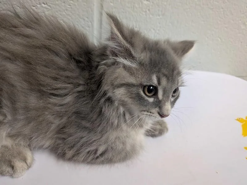 A young small-sized male Gray / Blue / Silver Domestic Long Hair cat named Howl for adoption in Cincinnati, OH