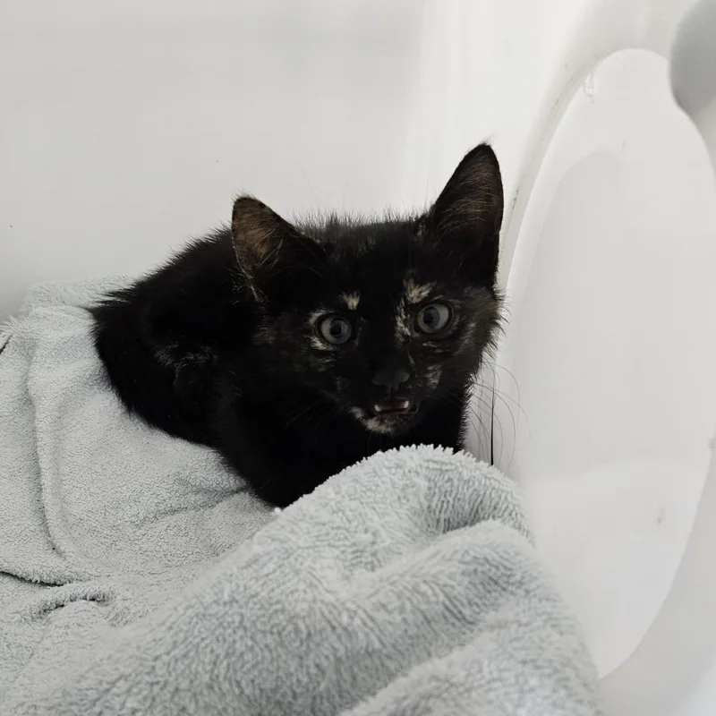 A baby small-sized female Tortoiseshell Domestic Short Hair cat named Godiva for adoption in Ridgely, MD