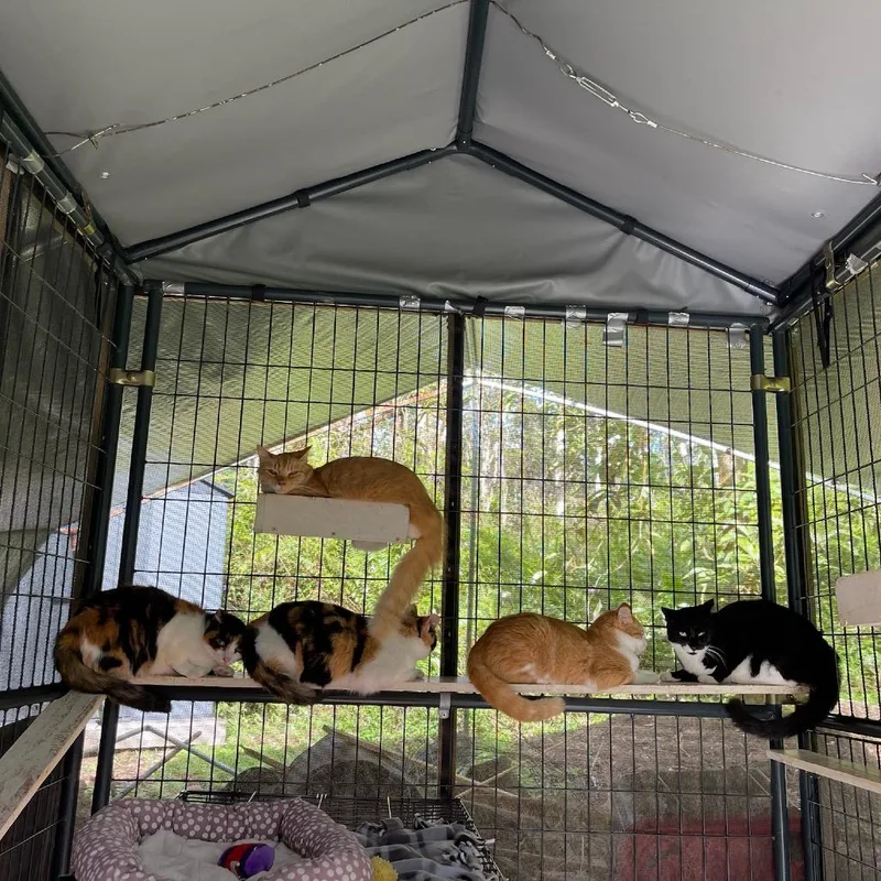 Orange Bang thumbnail 2