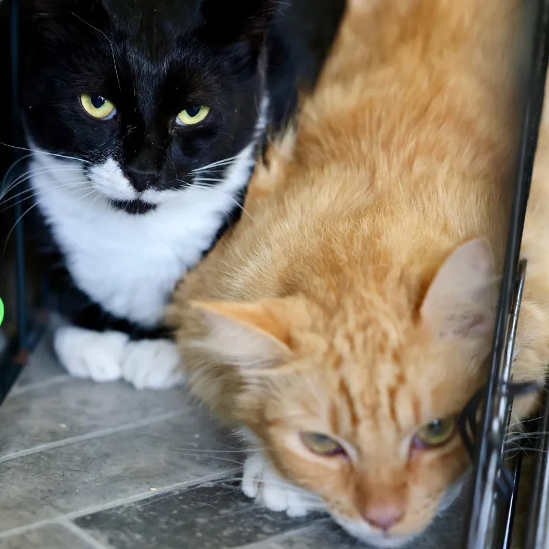 Orange Bang thumbnail 3