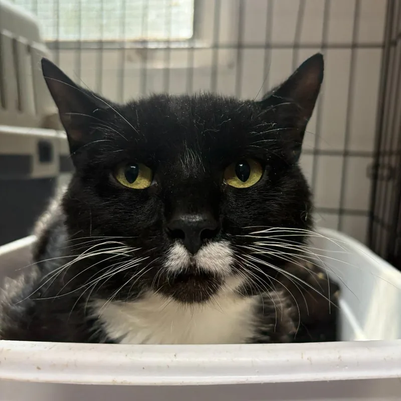 An adult medium-sized male Black Domestic Short Hair cat named Buckets for adoption in Newark, NJ