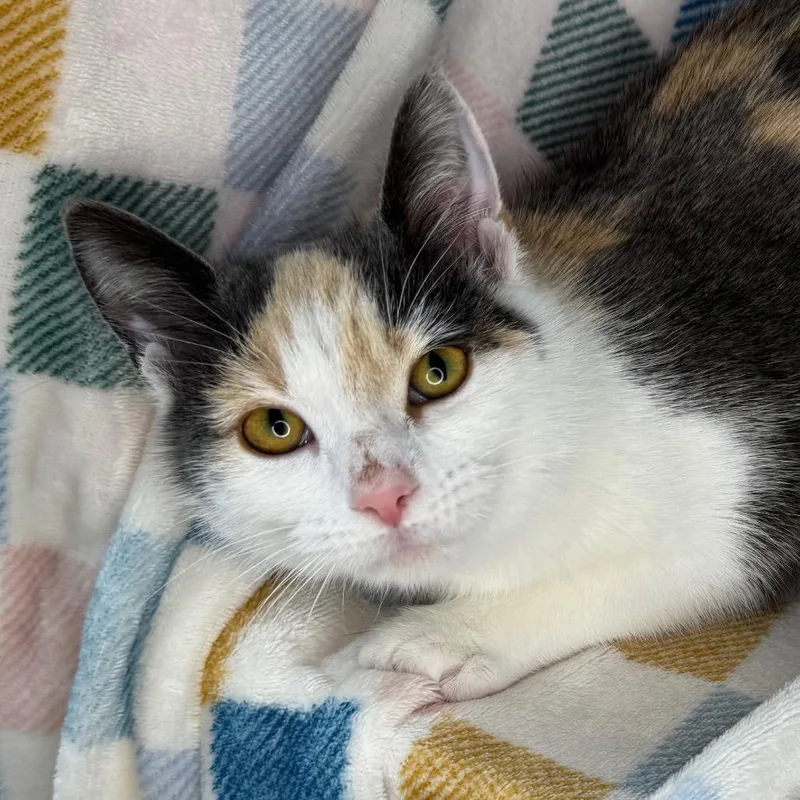 A young medium-sized female Gray / Blue / Silver Russian Blue cat named Froggy for adoption in Mount Vernon, IL