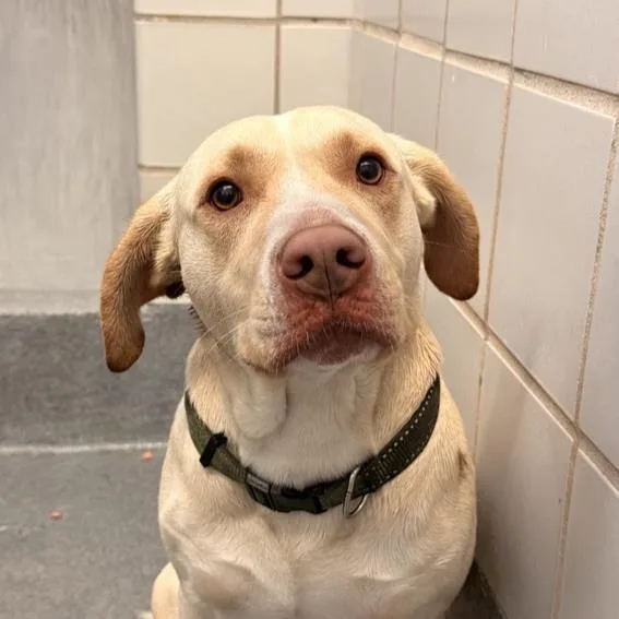 A young medium-sized male Labrador Retriever dog named Charlie for adoption in San Antonio, TX