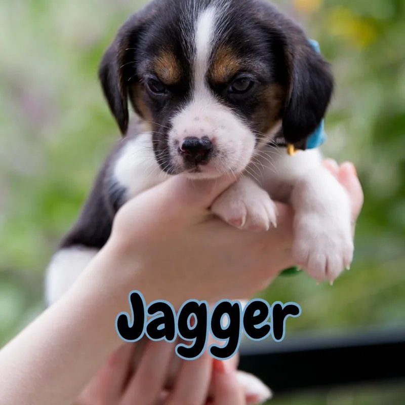 Jagger thumbnail 2