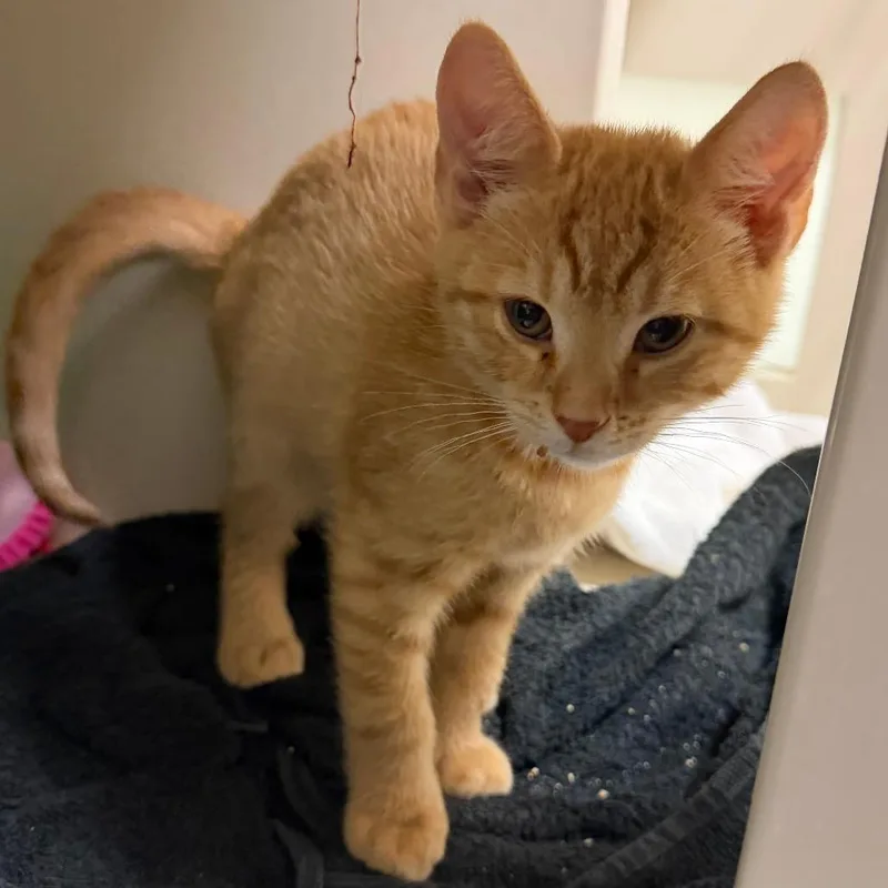 A baby small-sized male Domestic Short Hair cat named Eddie for adoption in Fairport, NY