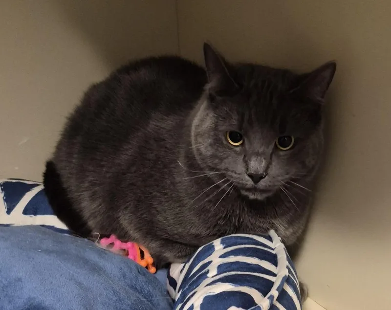 A young medium-sized male Domestic Short Hair cat named Ken for adoption in Windsor, CT