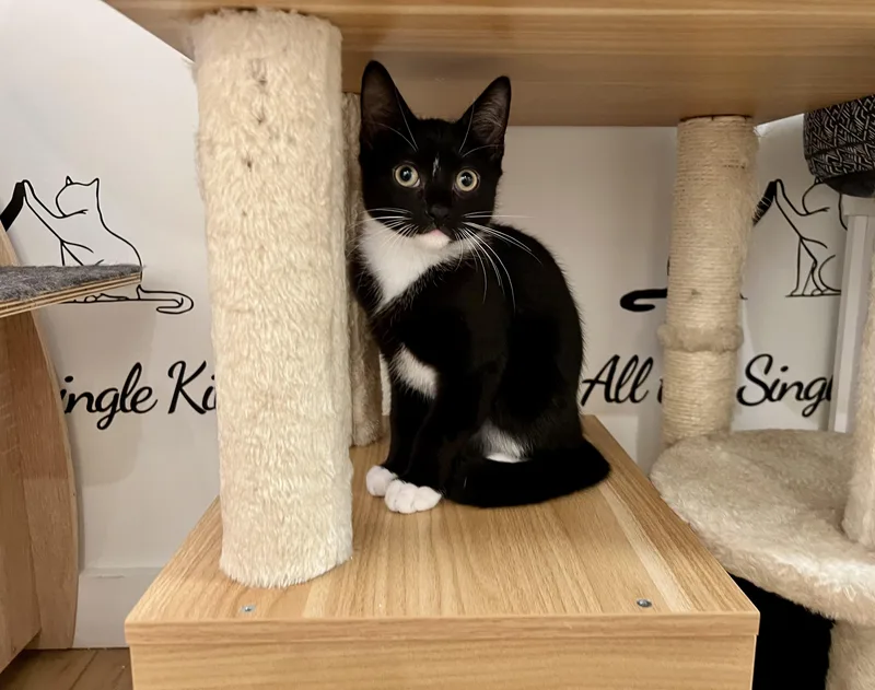 A young medium-sized male Black & White / Tuxedo Domestic Short Hair cat named Almond for adoption in Branford, CT