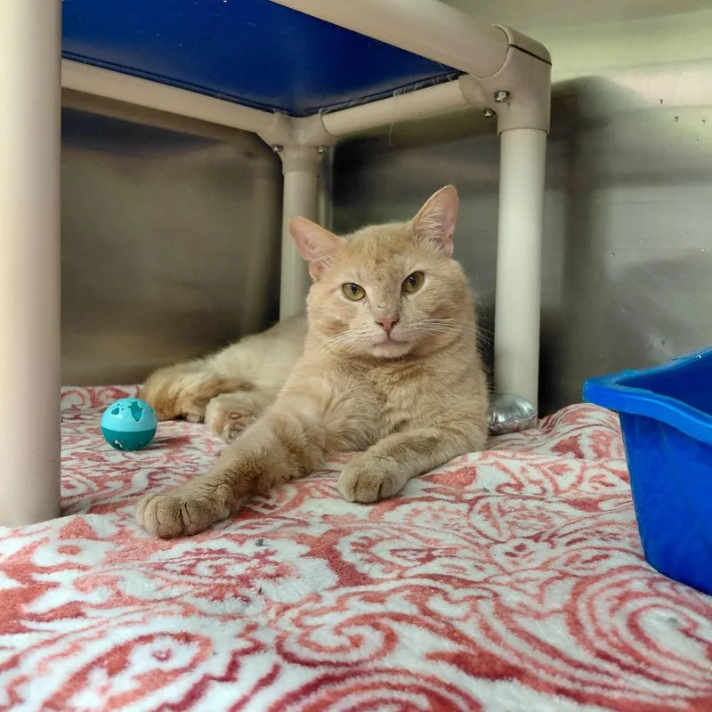 An adult large-sized male Buff / Tan / Fawn Domestic Short Hair cat named Fred for adoption in Springfield, IL