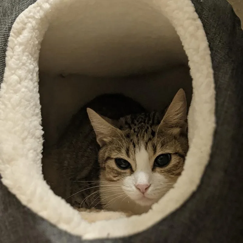 An adult medium-sized female Brown / Chocolate Domestic Short Hair cat named Nellie for adoption in Austin, TX
