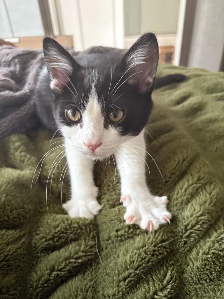 A baby medium-sized female Domestic Short Hair cat named Stinky Squid for adoption in Salt Lake City, UT