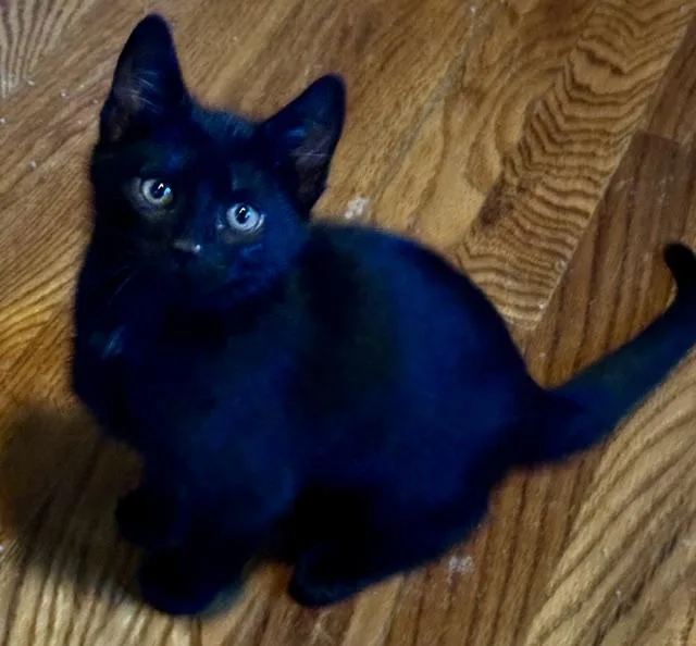 A baby medium-sized female Black Domestic Short Hair cat named Misty for adoption in Annapolis, MD