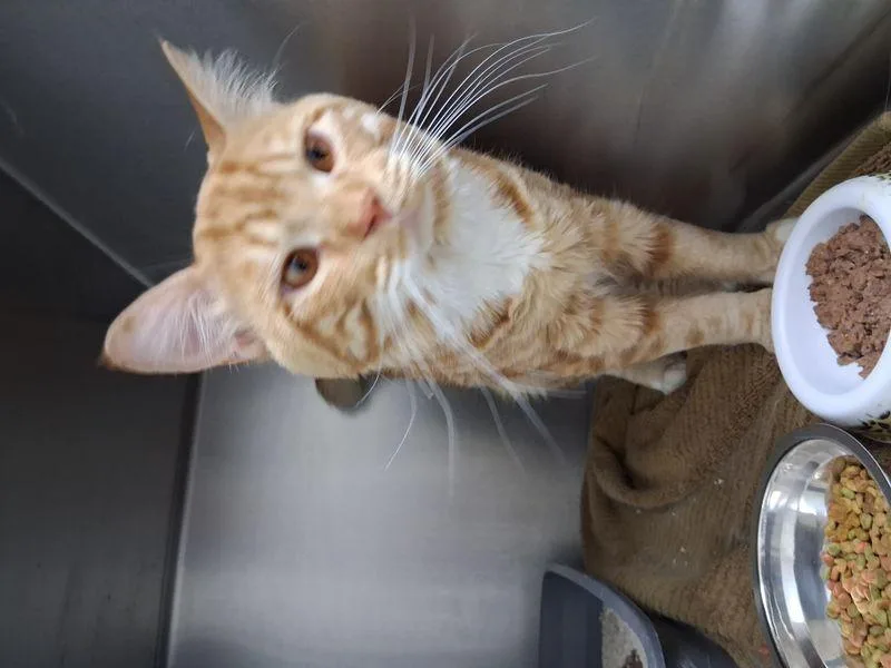 An adult medium-sized male Orange & White Domestic Long Hair cat named Garfield for adoption in Lake Havasu City, AZ