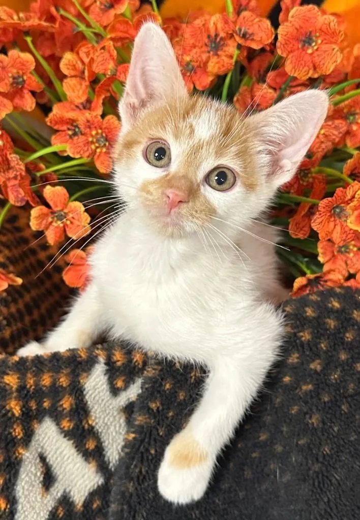 A baby small-sized male Domestic Short Hair cat named America for adoption in Stillwater, OK