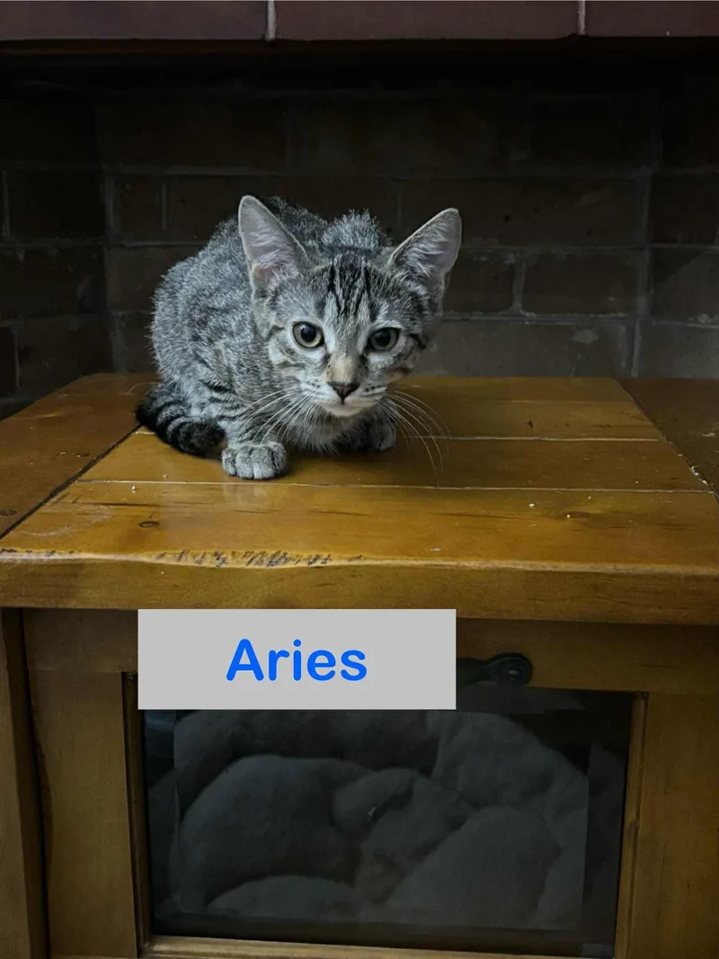 A young medium-sized male Tabby (Gray / Blue / Silver) Domestic Short Hair cat named Aries of The Fantastic for adoption in Hawthorne, NJ