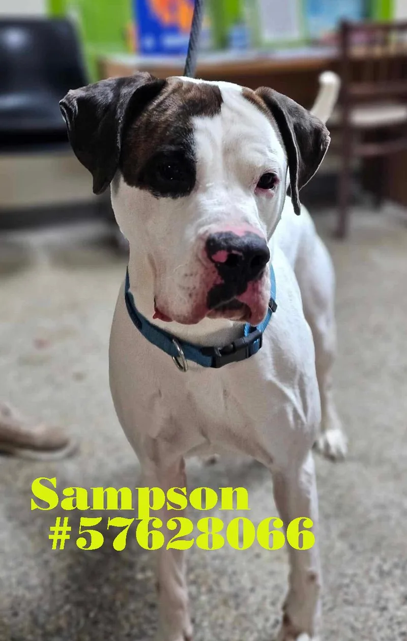Sampson