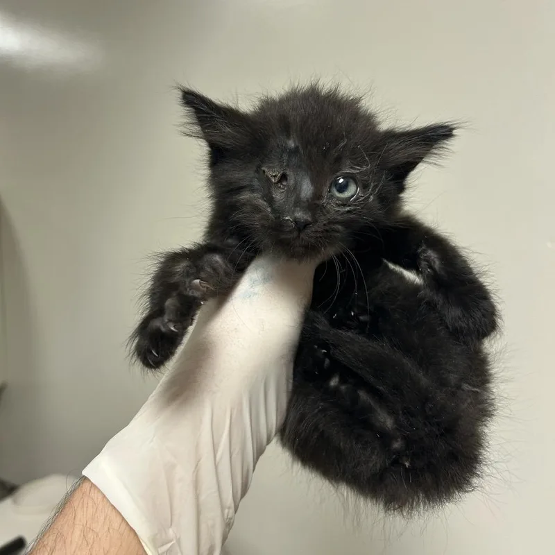 A baby small-sized female Domestic Medium Hair cat named Bluto for adoption in Reno, NV