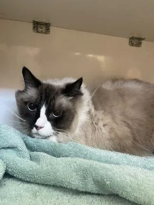 An adult large-sized male Ragdoll cat named Louis for adoption in Manteo, NC