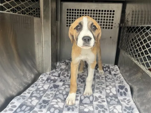 A baby medium-sized female Great Pyrenees dog named Zoe for adoption in Garland, TX