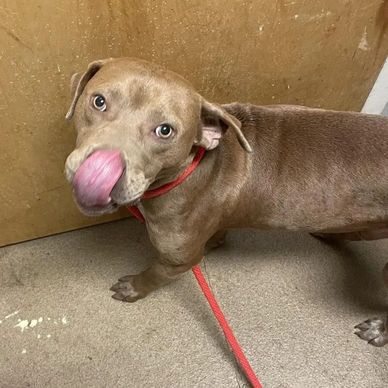 An adult medium-sized male Yellow / Tan / Blond / Fawn Mixed Breed dog named Beau for adoption in Chattanooga, TN