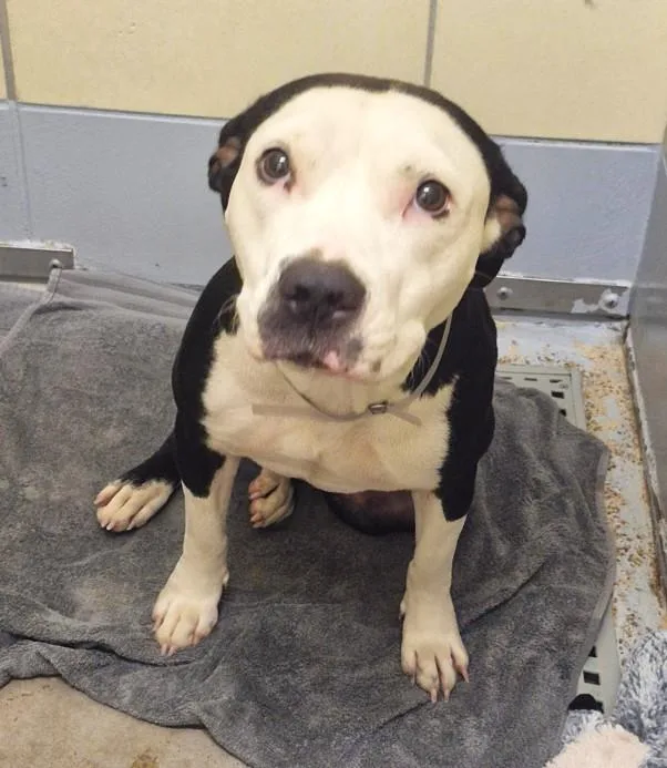 A young medium-sized female Staffordshire Bull Terrier dog named Pearl for adoption in Houston, TX
