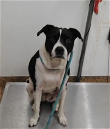 An adult large-sized female Pit Bull Terrier dog named Dot for adoption in Albuquerque, NM