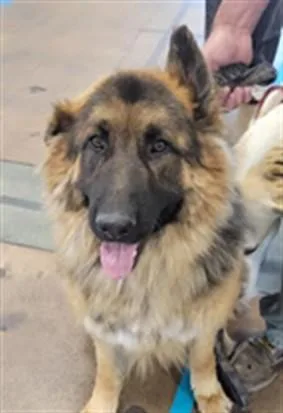 A young extra large-sized male German Shepherd Dog dog named Enzo for adoption in Van Nuys, CA