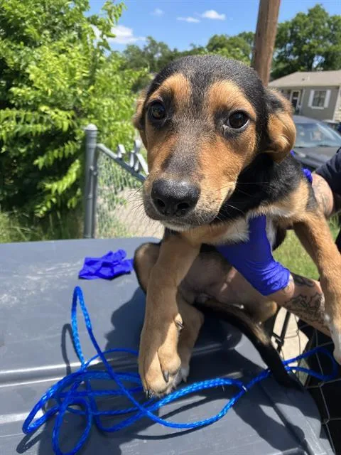 A baby small-sized female Mixed Breed dog named Sky for adoption in Dallas, TX