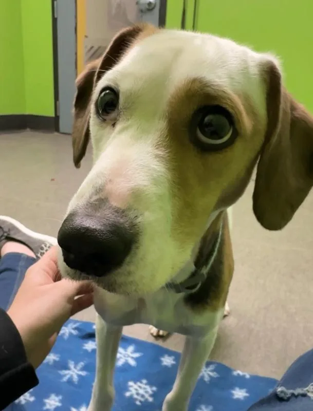 An adult medium-sized male White / Cream Mixed Breed dog named Lucky for adoption in Osseo, MI