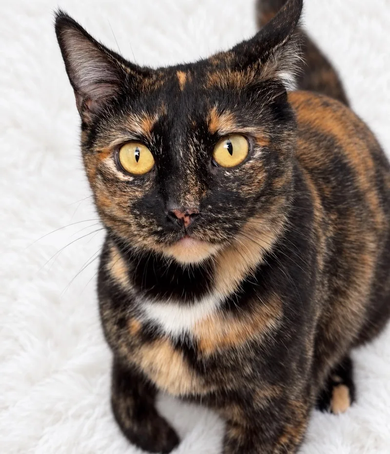 A young medium-sized female Tortoiseshell Domestic Short Hair cat named Tootsie for adoption in Nashville, TN