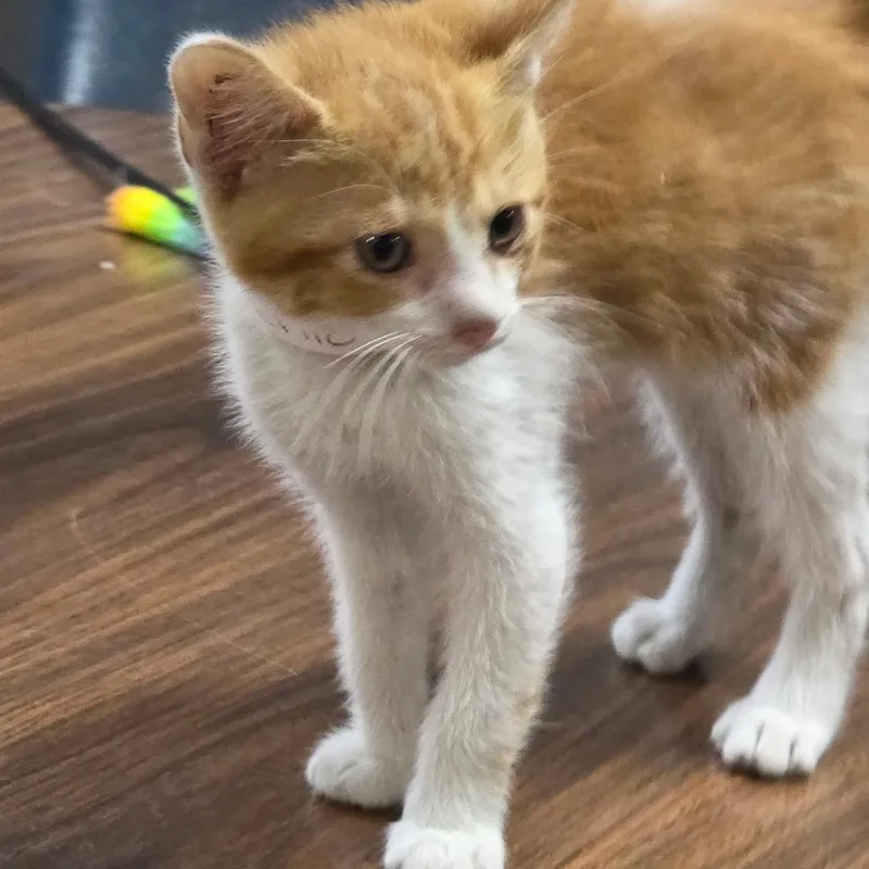 A baby small-sized male Orange / Red Domestic Short Hair cat named Ohio for adoption in Clanton, AL