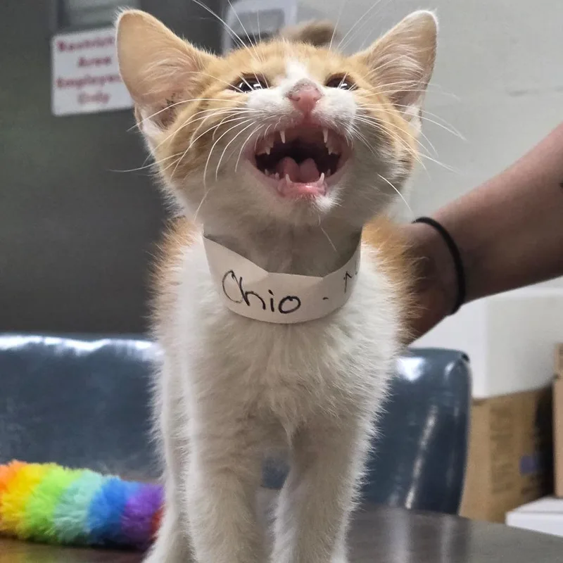 Ohio thumbnail 3