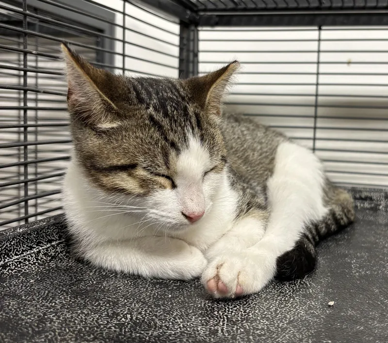 A baby medium-sized male Domestic Short Hair cat named Mojave for adoption in York, PA