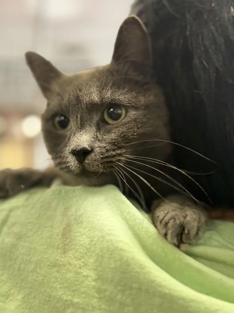 Tippy Plimsoll thumbnail 2