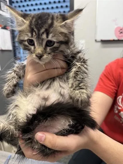A baby small-sized male Domestic Long Hair cat named Debit for adoption in West Chester, PA