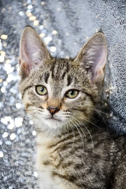 A baby small-sized male Domestic Short Hair cat named Morris for adoption in Yakima, WA