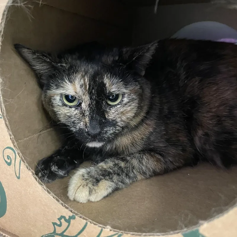 An adult medium-sized female Tortoiseshell Domestic Short Hair cat named Bernie for adoption in Saint Charles, MO