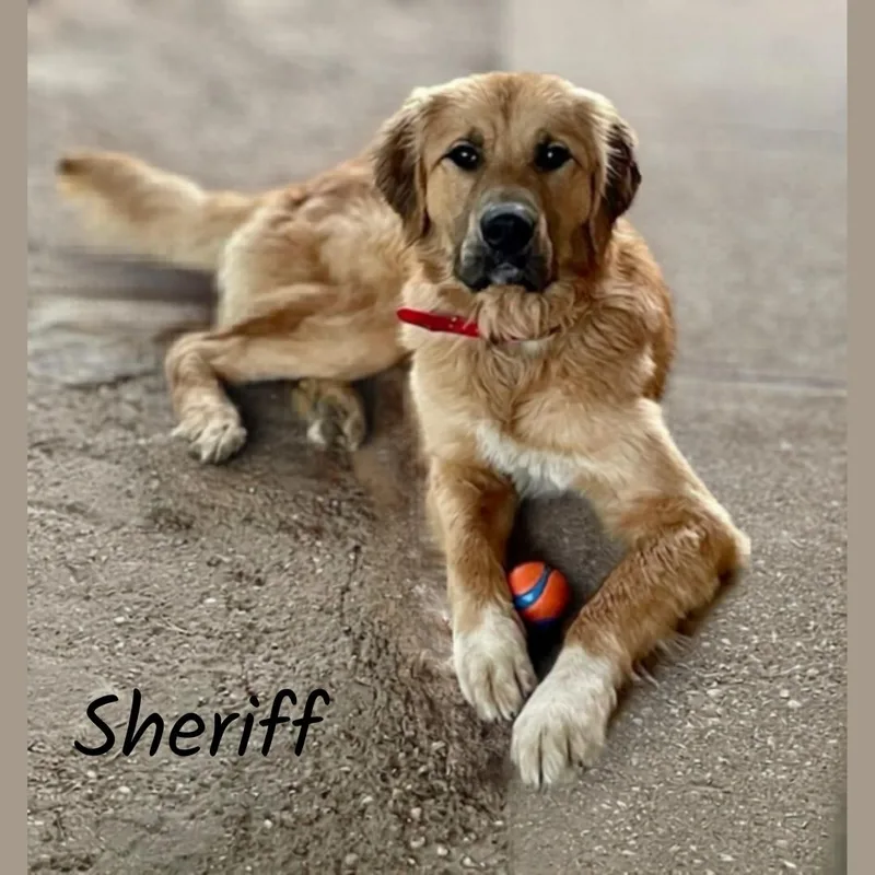 Sheriff