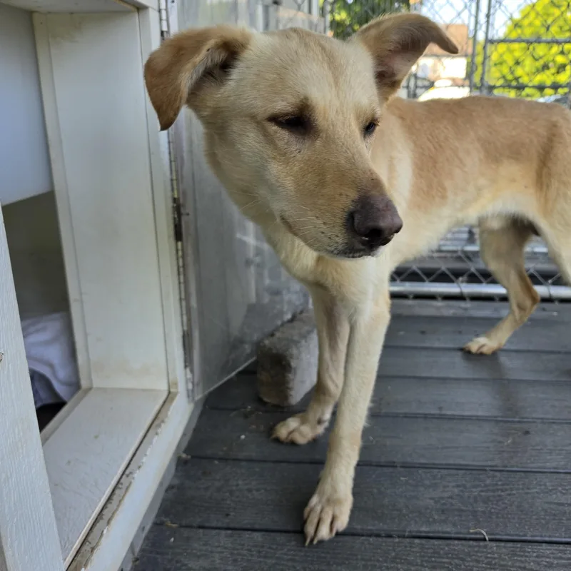A young small-sized male Apricot / Beige Carolina Dog dog named Dagwood for adoption in Montclair, NJ